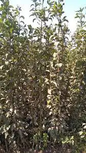 شتلات كمثرى 4