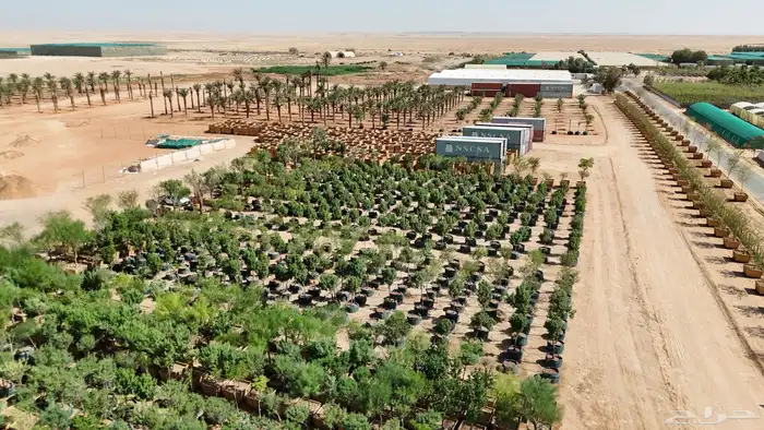 مصور الاحساء المبرز االهفوف حرض 2