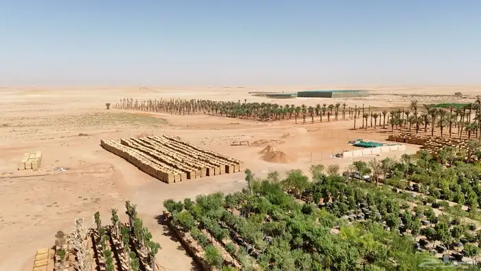 مصور الاحساء المبرز االهفوف حرض 0