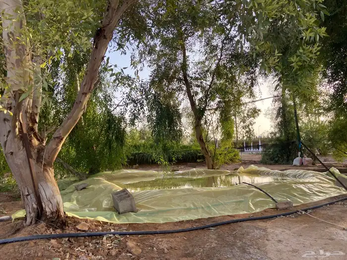 مزرعة للإيجار اليومي 11