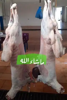 ذبايح تمايم وثلاجه زبده للبيع 0