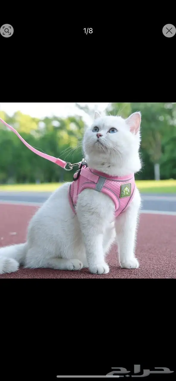 متجر مودي للحيوانات الاليفة Modi Birds 34