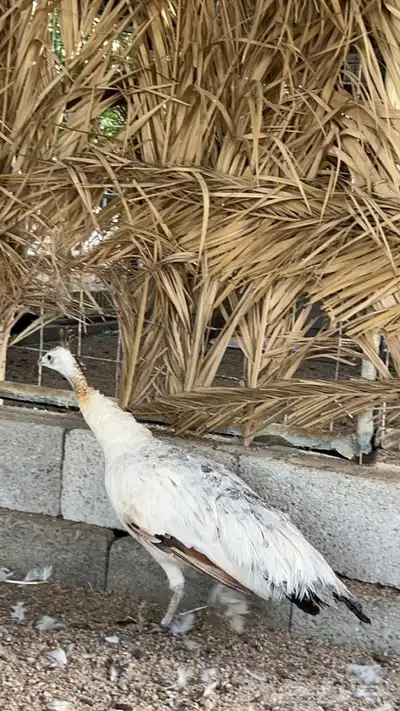 طاووس اسود ( برونز ) 4
