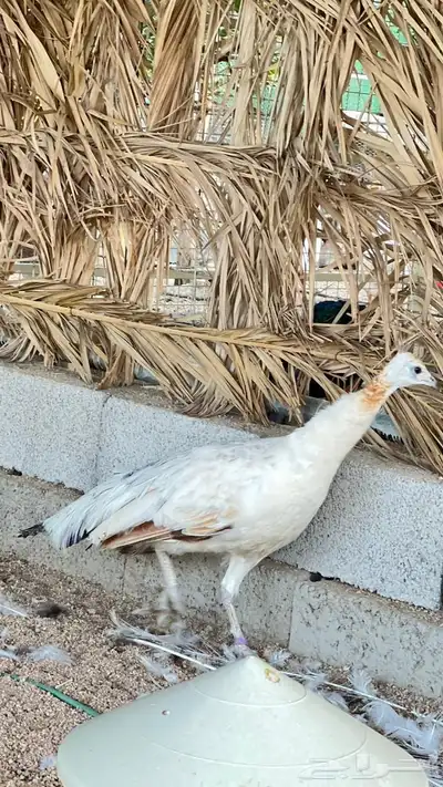 طاووس اسود ( برونز ) 6