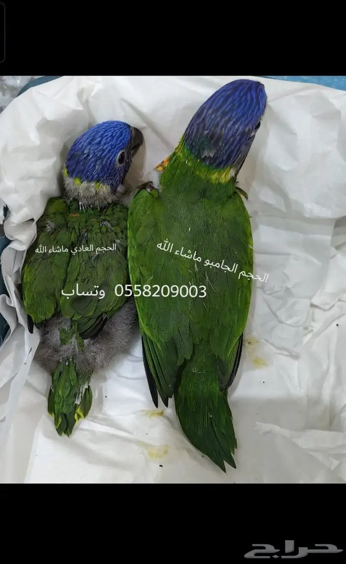 فروخ لوري (تم البيع) 0