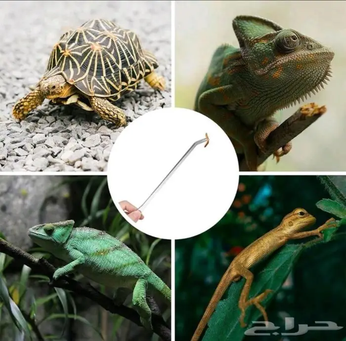 ملقط تغذية زواحف 0