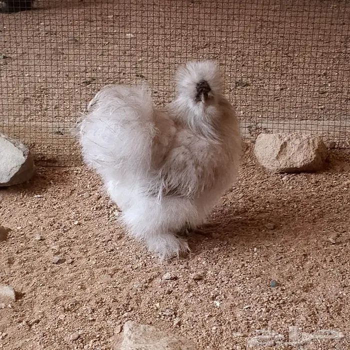 دجاج قطني لفندر نوادر امريكي 1