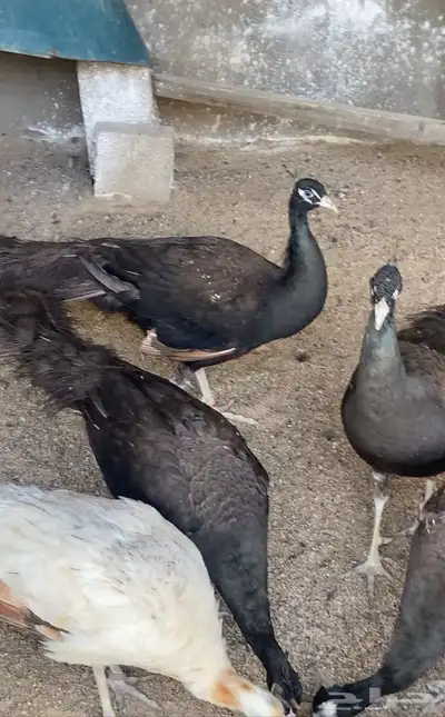 طاووس اسود ( برونز ) 1