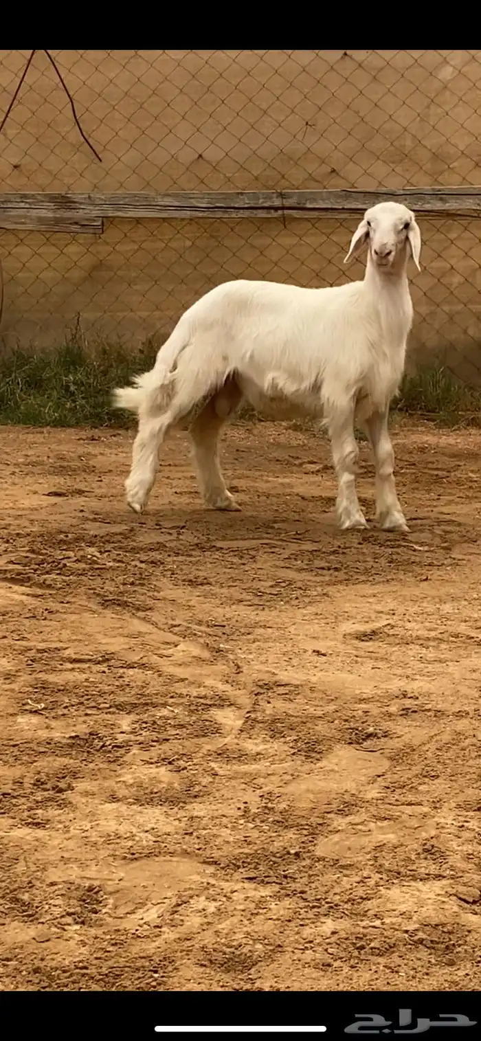 مشروع فحل اصفر ابرص 3 شهور ( تم البيع ) 1