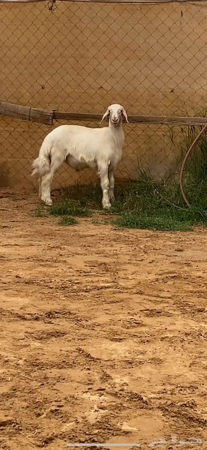 مشروع فحل اصفر ابرص 3 شهور ( تم البيع ) 2