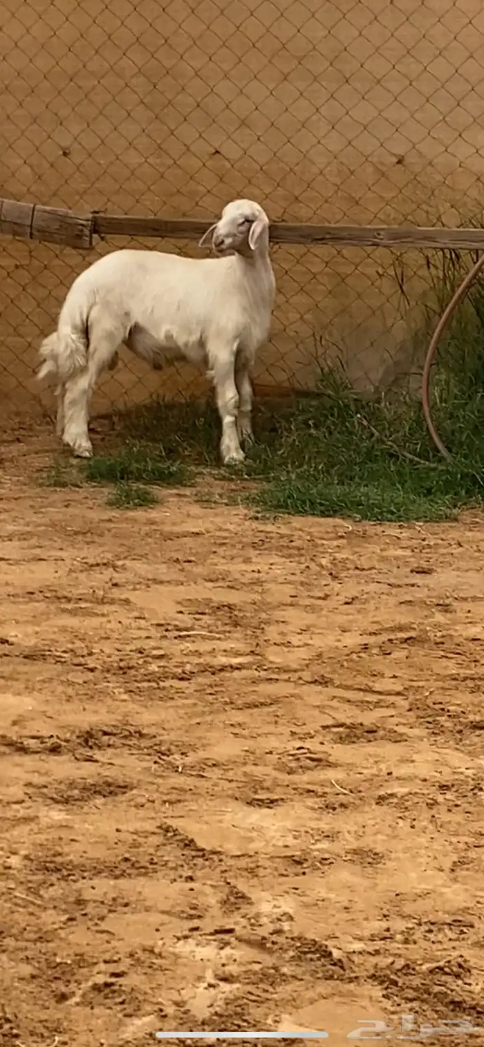 مشروع فحل اصفر ابرص 3 شهور ( تم البيع ) 3