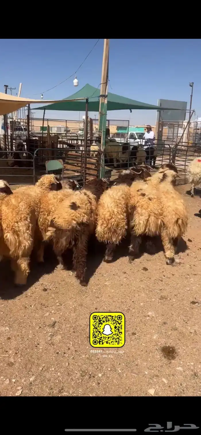 ذبايح عرعر 1