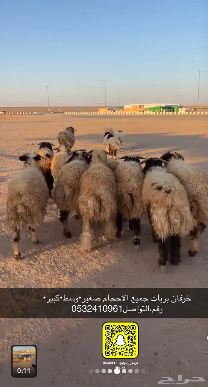 ذبايح عرعر 8