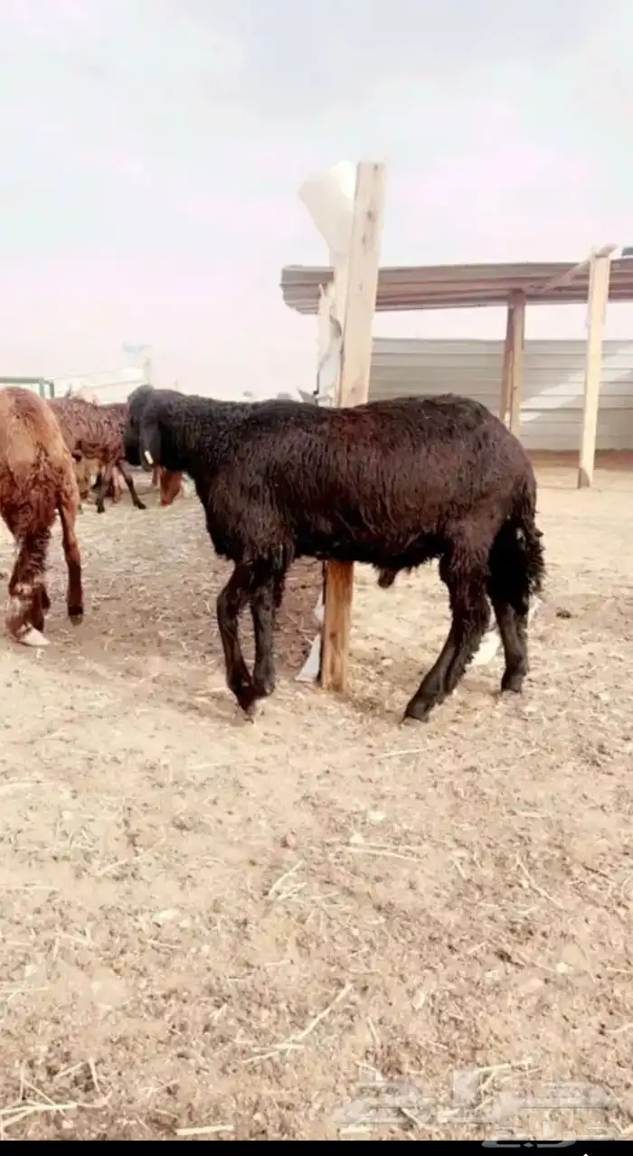 سواكن مرابي 4 شهور فل شحم 2