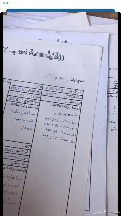 حمام زاجل سباق قوى شهايد نسب قويه معروفة 9