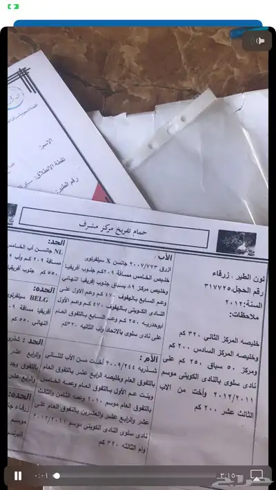 حمام زاجل سباق قوى شهايد نسب قويه معروفة 8