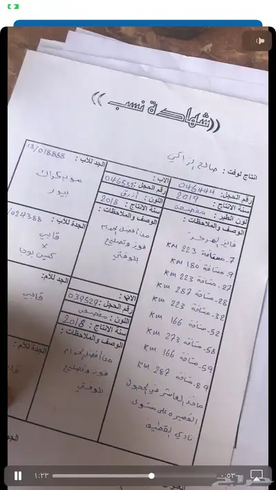 حمام زاجل سباق قوى شهايد نسب قويه معروفة 7
