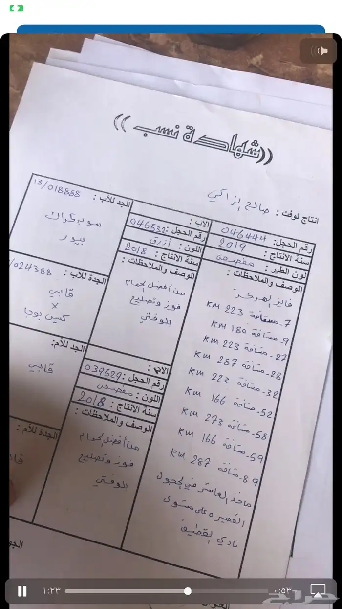حمام زاجل سباق قوى شهايد نسب قويه معروفة 7