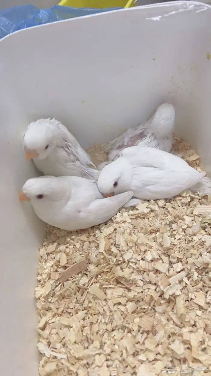 فروخ روز البينو 2