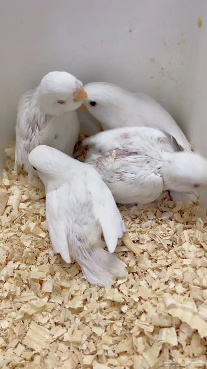 فروخ روز البينو 4