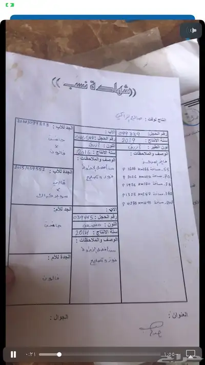 حمام زاجل سباق قوى شهايد نسب قويه معروفة 10