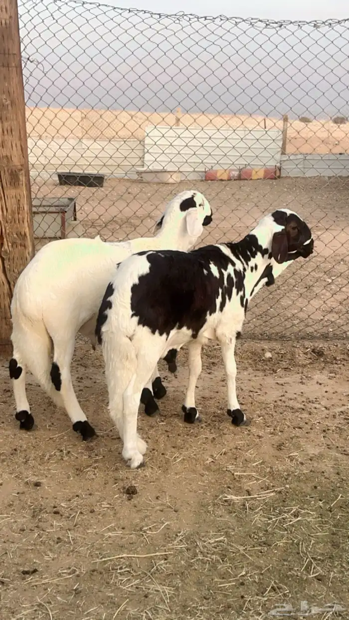 طليان سواكن فل شحم مرابي 4 شهور 1