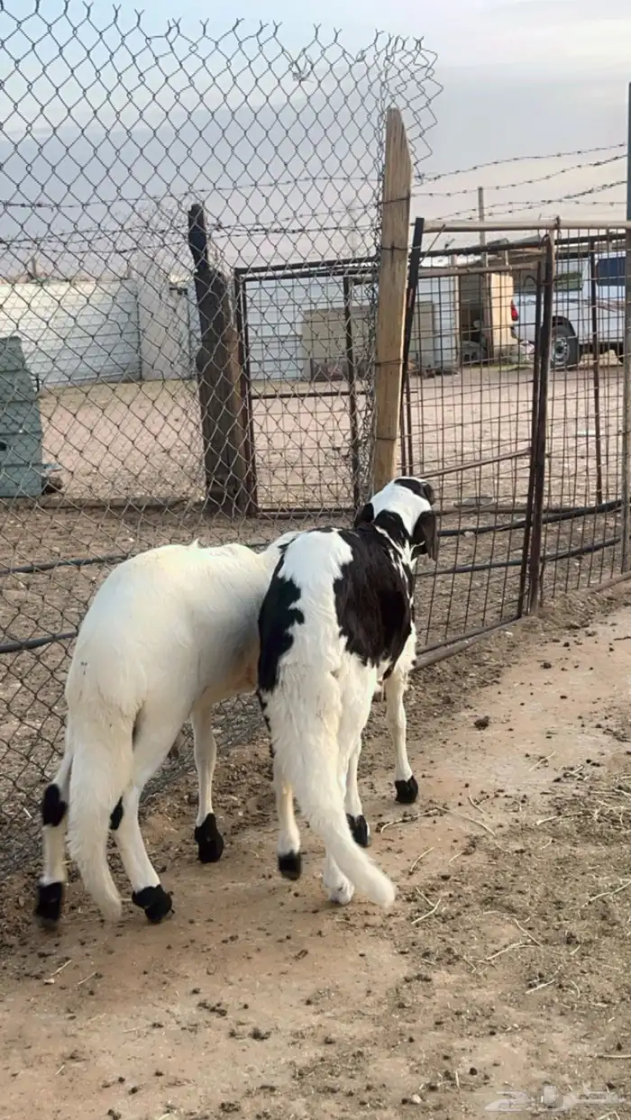 طليان سواكن فل شحم مرابي 4 شهور 2