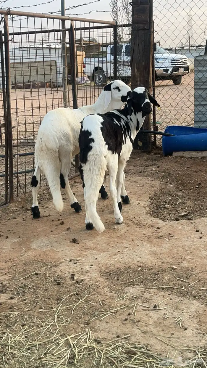 طليان سواكن فل شحم مرابي 4 شهور 6