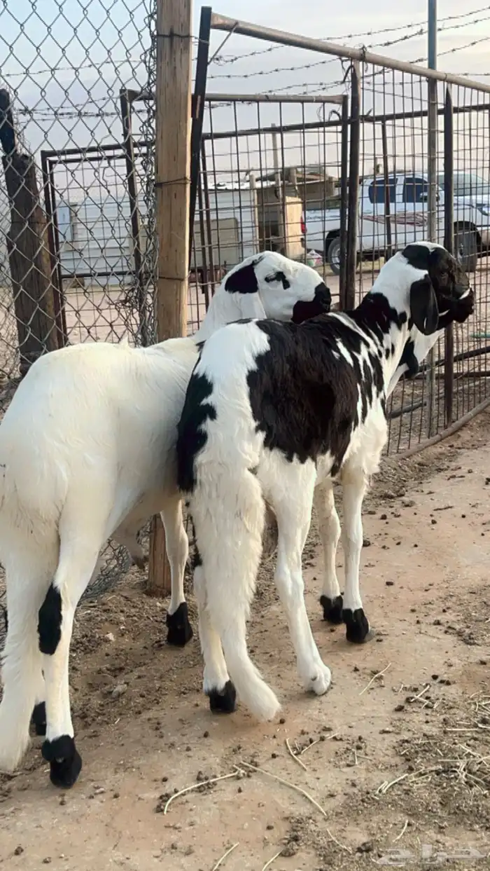 طليان سواكن فل شحم مرابي 4 شهور 0