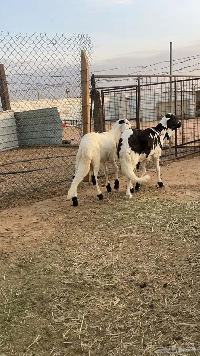 طليان سواكن فل شحم مرابي 4 شهور 5