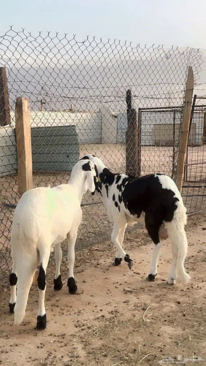 طليان سواكن فل شحم مرابي 4 شهور 3