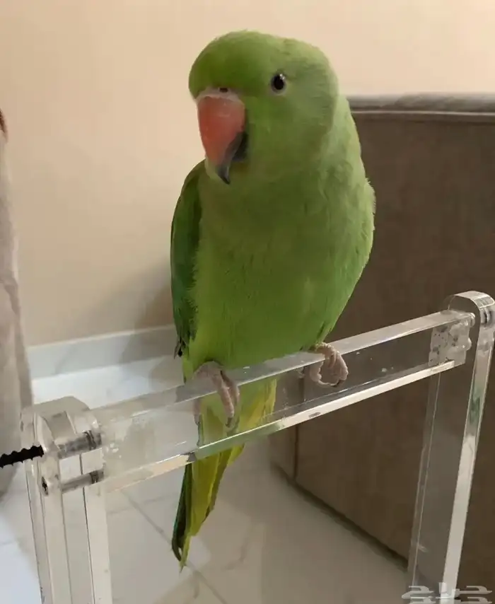 للبيع طير دره 0