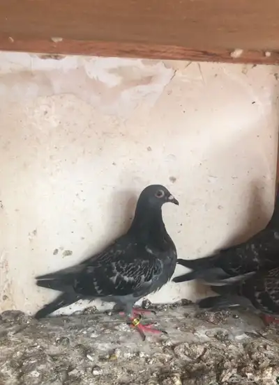 حمام زاجل سباق قوى شهايد نسب قويه معروفة 5