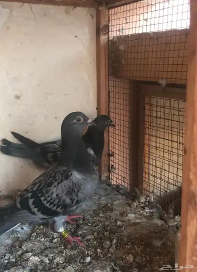 حمام زاجل سباق قوى شهايد نسب قويه معروفة 6