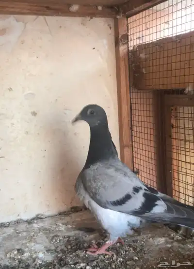 حمام زاجل سباق قوى شهايد نسب قويه معروفة 2