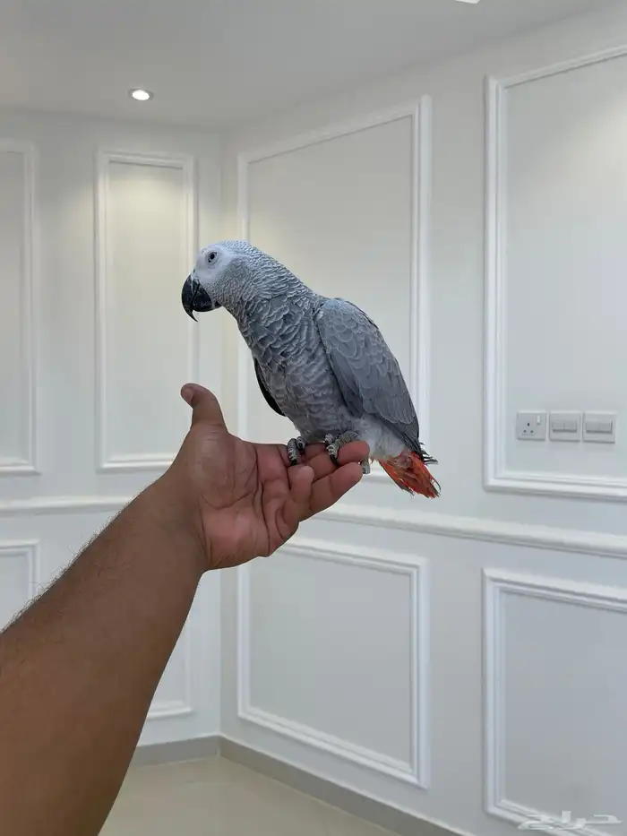 فرخ كاسكو لون ثلجي حجم سوبر جامبو مجنون تم البيع 4