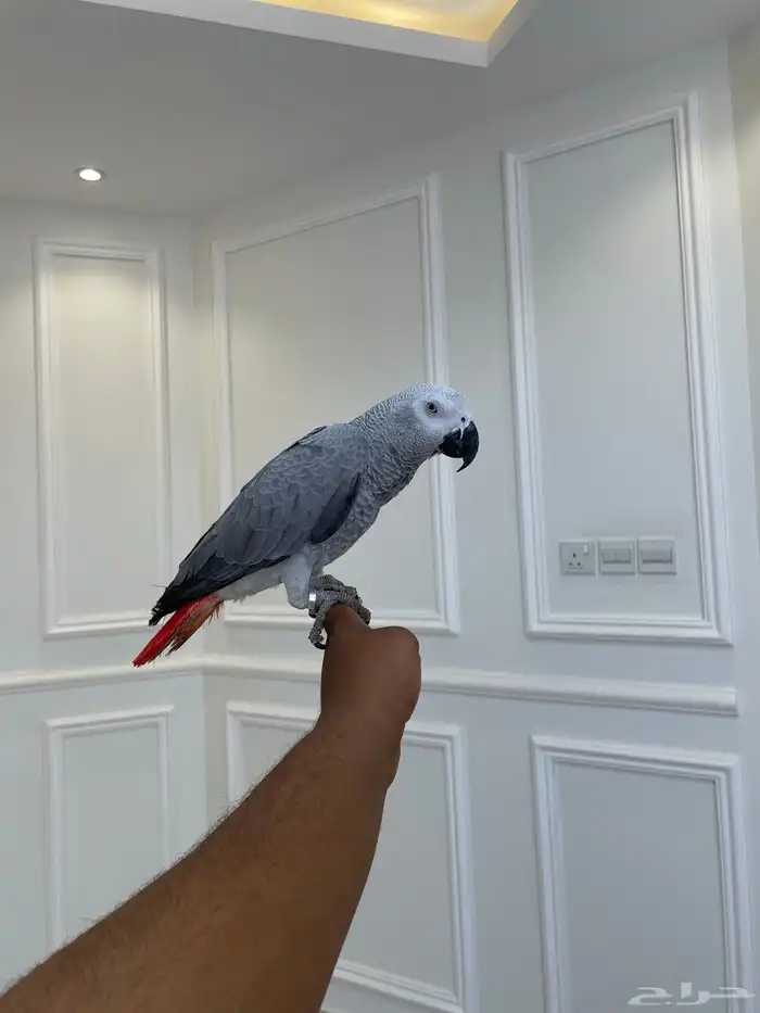 فرخ كاسكو لون ثلجي حجم سوبر جامبو مجنون تم البيع 3