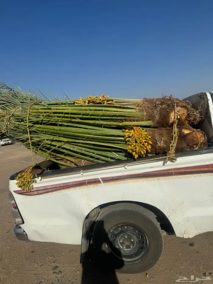 نخيل لبيع بجميع أنواعه ومقساتها المختلفه 6