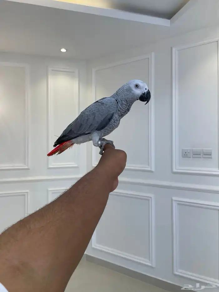 فرخ كاسكو لون ثلجي حجم سوبر جامبو مجنون تم البيع 5