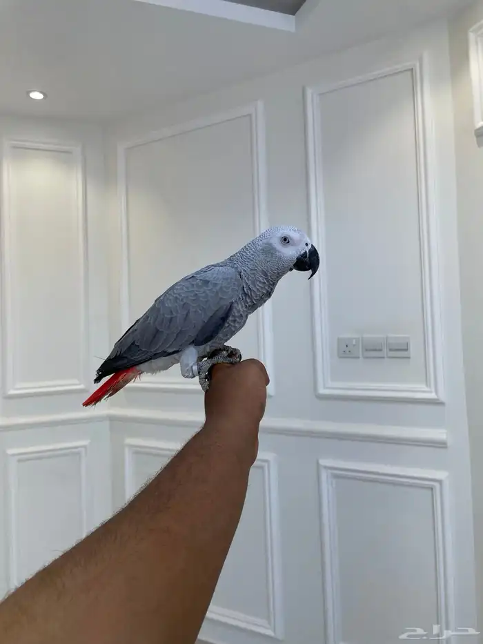 فرخ كاسكو لون ثلجي حجم سوبر جامبو مجنون تم البيع 2