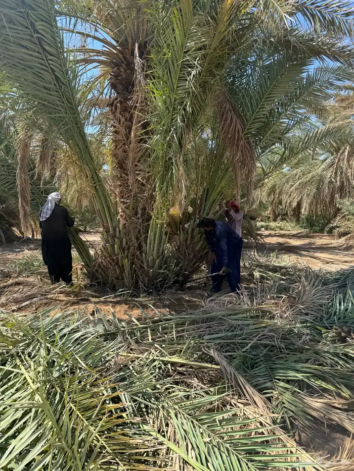 نخيل لبيع بجميع أنواعه ومقساتها المختلفه 1