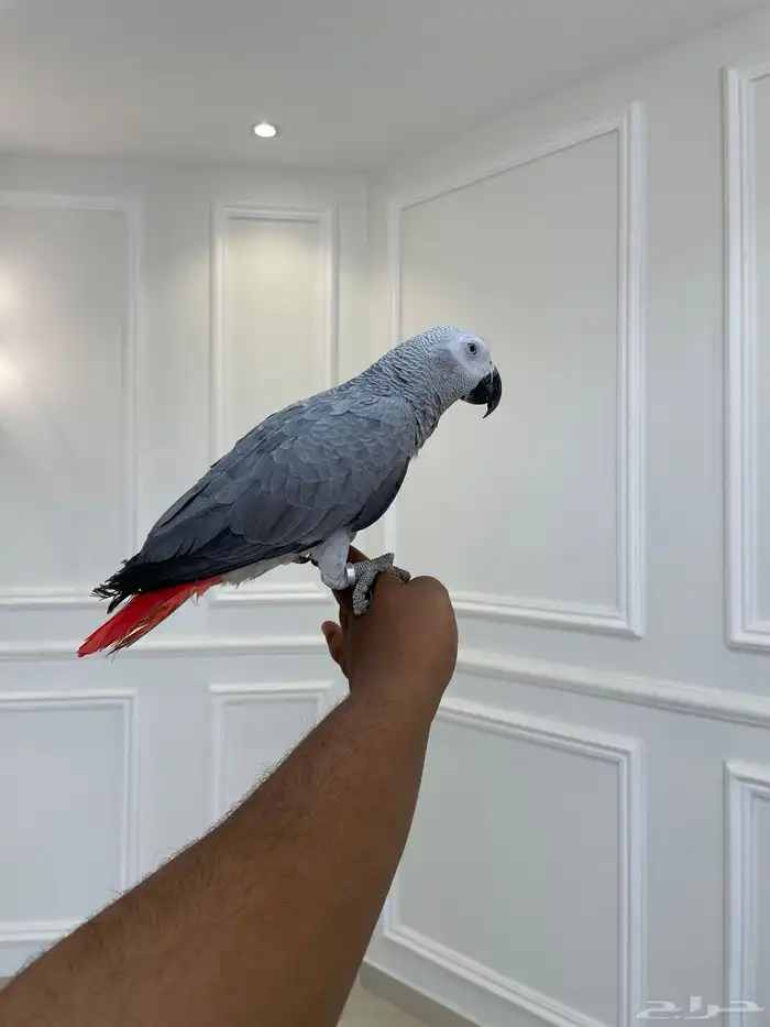 فرخ كاسكو لون ثلجي حجم سوبر جامبو مجنون تم البيع 1