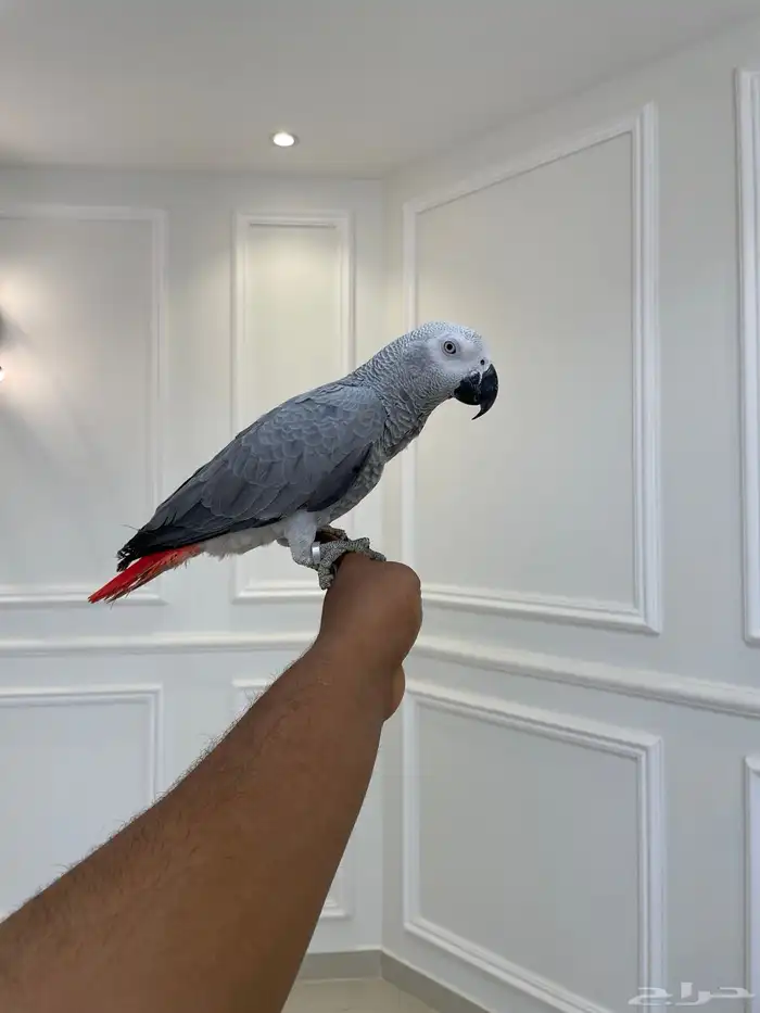 فرخ كاسكو لون ثلجي حجم سوبر جامبو مجنون تم البيع 0