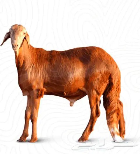 سواكني مرابي بيض تم البيع 1