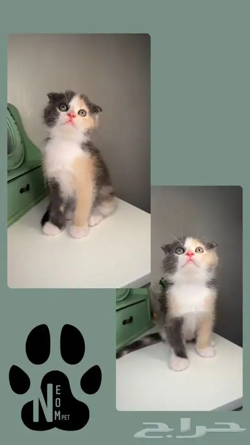 قطط تمارا تابي سكوتش فولد قولد كيتن انثى ذكر شيرازي بسه قطه 6