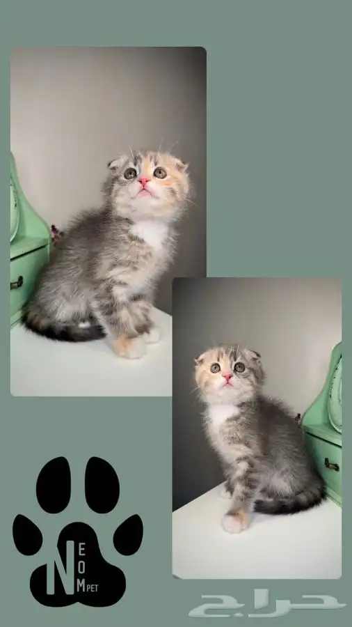 قطط تمارا تابي سكوتش فولد قولد كيتن انثى ذكر شيرازي بسه قطه 5