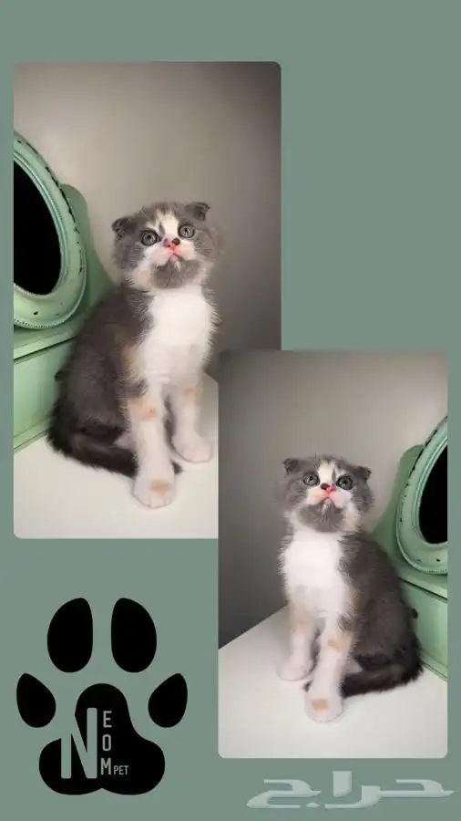 قطط تمارا تابي سكوتش فولد قولد كيتن انثى ذكر شيرازي بسه قطه 3