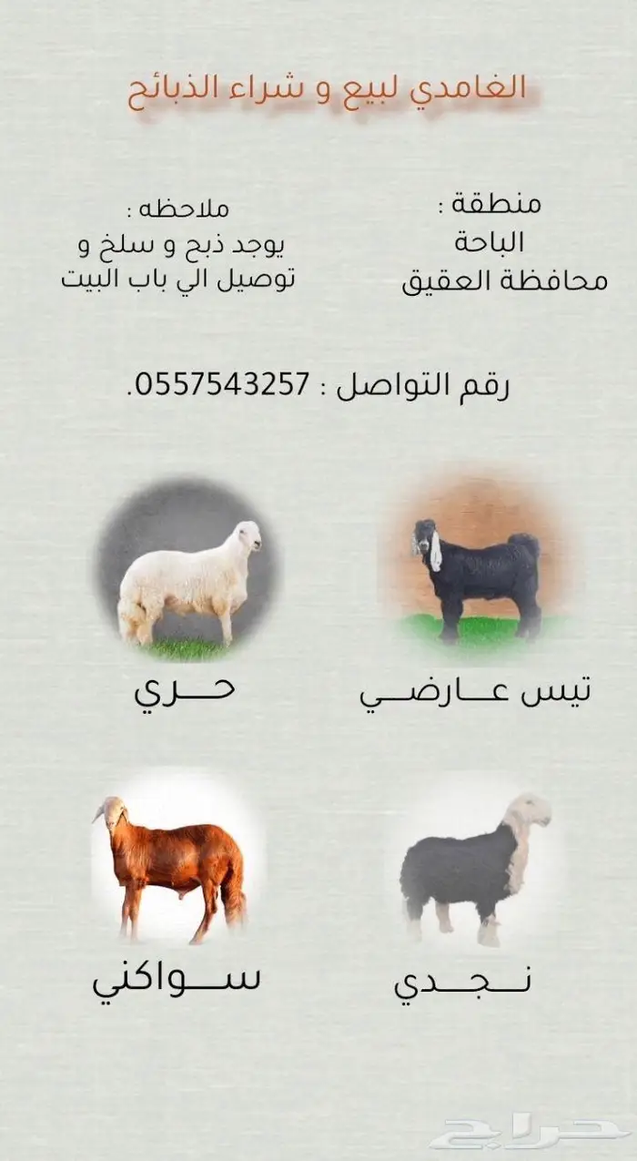 سواكني مرابي بيض تم البيع 0