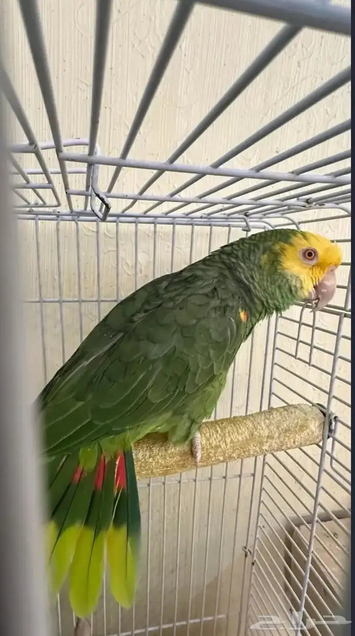 دبل يلوهيد جرئ جدا كبتن كلام طير دلوع وصوت جهوري ماقنا 6