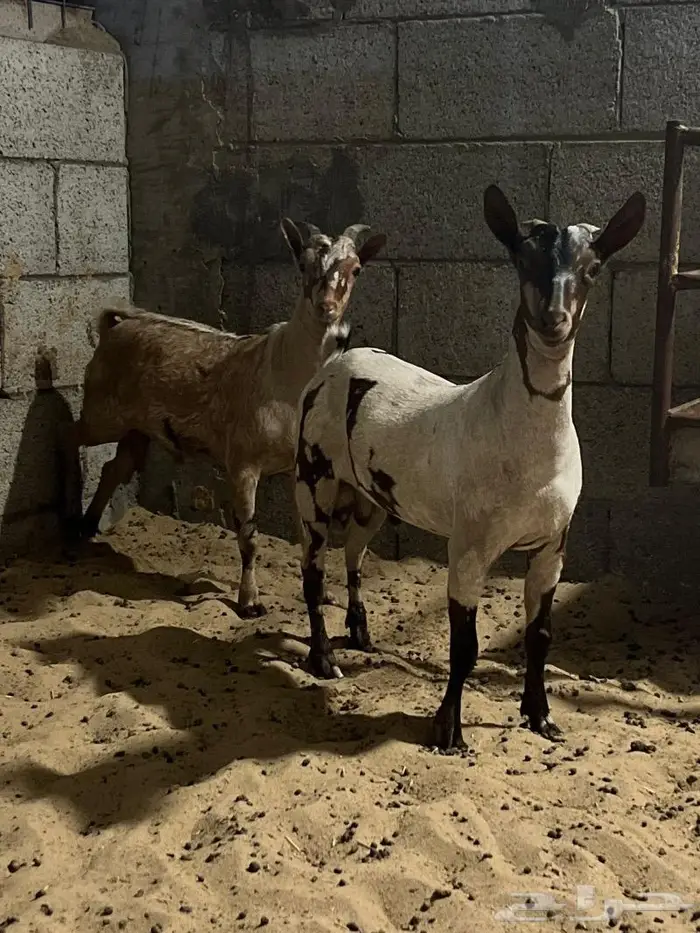 مشاريع فحول صلالي عماني 0